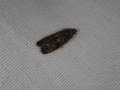 Endothenia