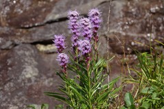 Liatris helleri