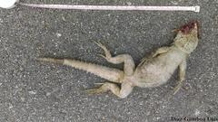 Ctenosaura similis similis