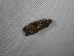 Endothenia