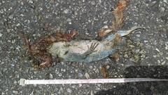 Ctenosaura similis similis