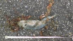 Ctenosaura similis similis