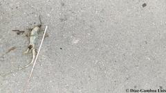 Ctenosaura similis similis