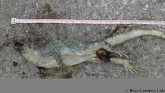 Ctenosaura similis similis