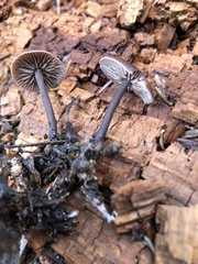 Gymnopus fuscopurpureus