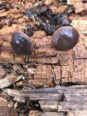 Gymnopus fuscopurpureus