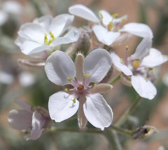 Dimorphocarpa pinnatifida