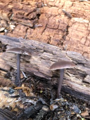 Gymnopus fuscopurpureus