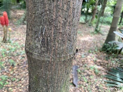 Socratea
