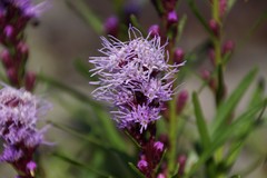 Liatris helleri