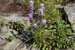 Liatris helleri