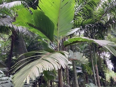 Socratea