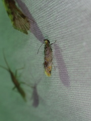 Epicallima argenticinctella