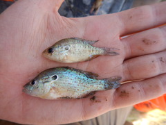 Lepomis humilis