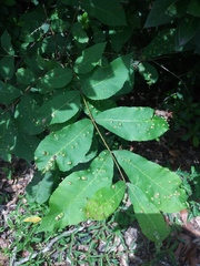 Phylloxera notabilis