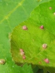 Phylloxera notabilis