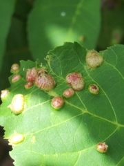 Phylloxera notabilis