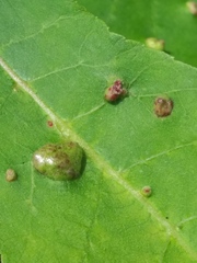 Phylloxera notabilis