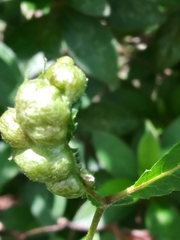 Phylloxera notabilis