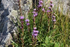 Liatris helleri