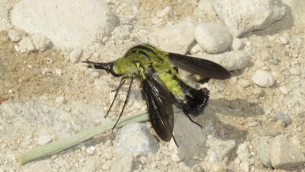 Hunchback Bee Fly
