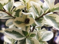Harmonia axyridis