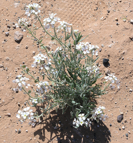 tansy spectaclepod (Dimorphocarpa pinnatifida)