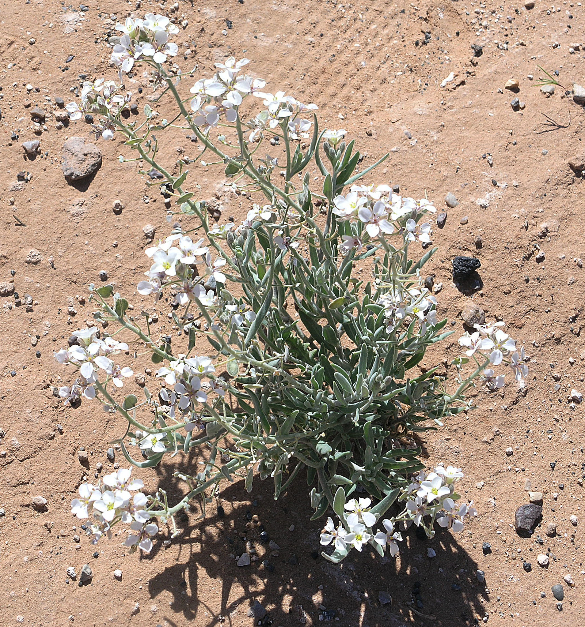 Dimorphocarpa pinnatifida