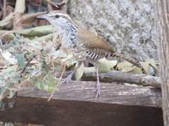 Thryophilus pleurostictus