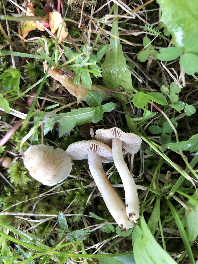 Inocybe sambucella