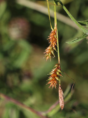 Carex laevigata