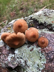 Cortinarius hinnuleus