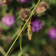 Carex laevigata