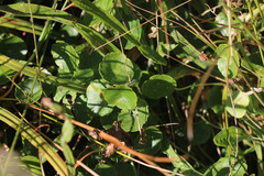 Hydrocotyle vulgaris