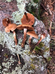 Cortinarius hinnuleus