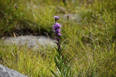 Liatris helleri