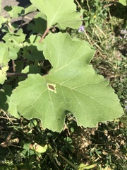 Calycomyza platyptera