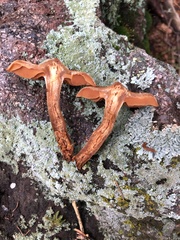 Cortinarius hinnuleus