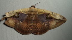 Hypopyra vespertilio