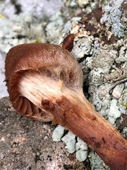Cortinarius hinnuleus