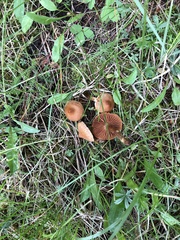Cortinarius hinnuleus