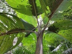 Socratea