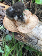Lactarius luculentus laetus