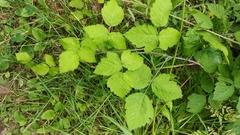 Rubus caesius