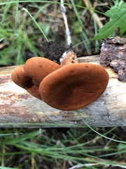 Lactarius luculentus laetus