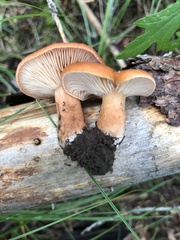 Lactarius luculentus laetus