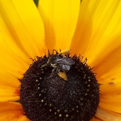 Melissodes illatus
