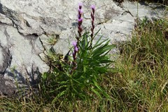 Liatris helleri