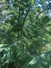 Vachellia campechiana