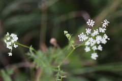 Pimpinella major